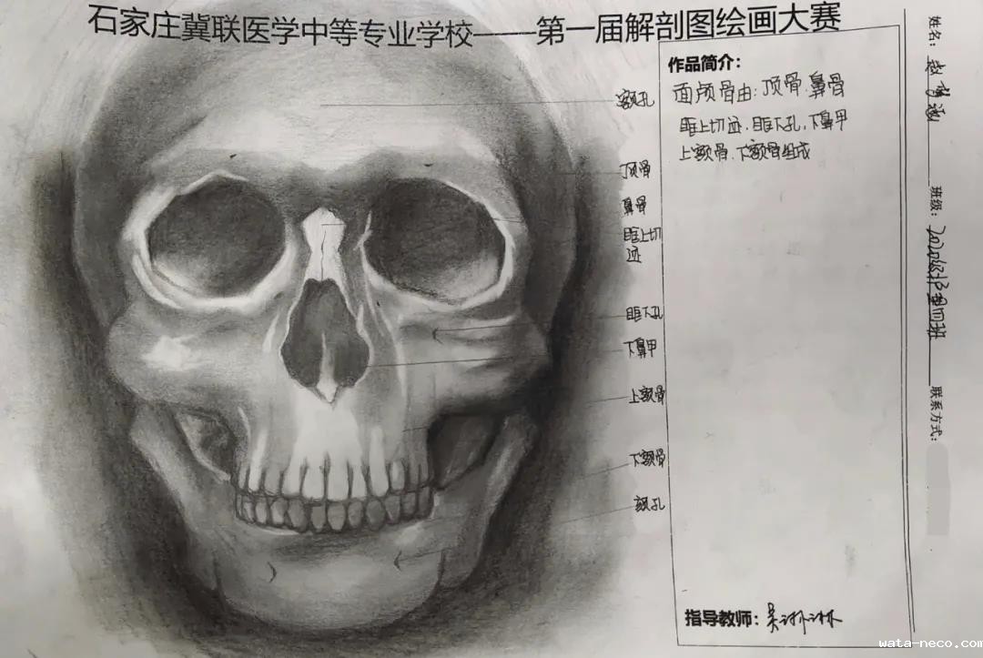 石家庄冀联医学中等专业学校首届解剖图绘画大赛02.jpg